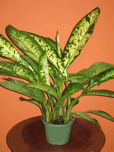 8" Dieffenbachia Searle Giant  